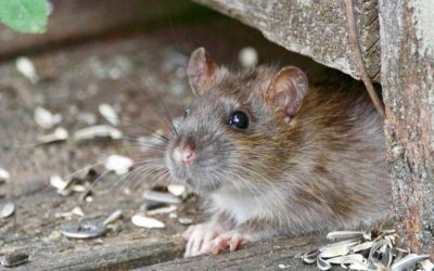 Les maladies transmises par les rats et les souris