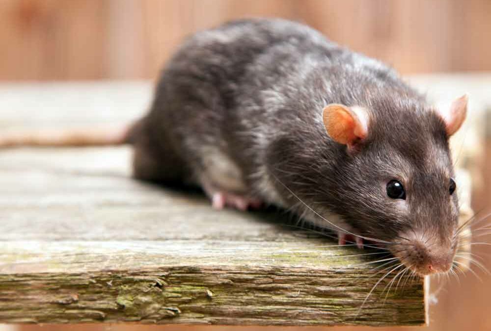 Rats, comment les éviter ?