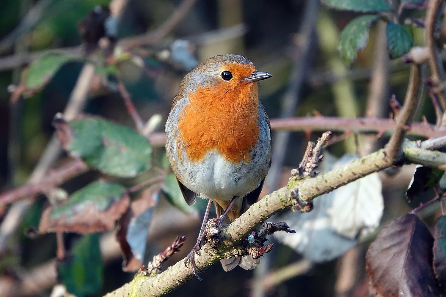 Closeup shot of a European Robin on branch