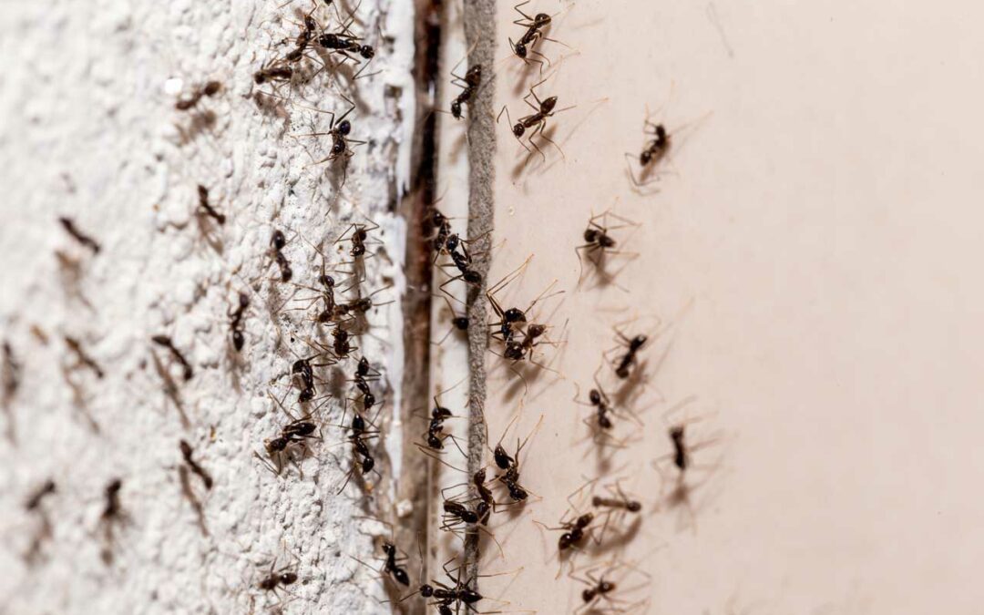 Les fourmis, comment les éviter ?