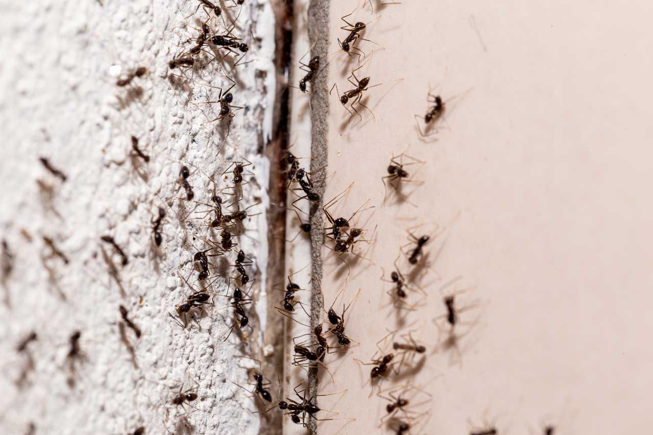 Se débarrasser des fourmis.
