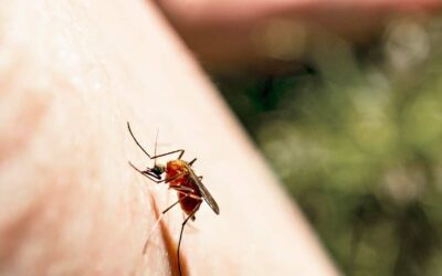 5 idées reçues sur les moustiques