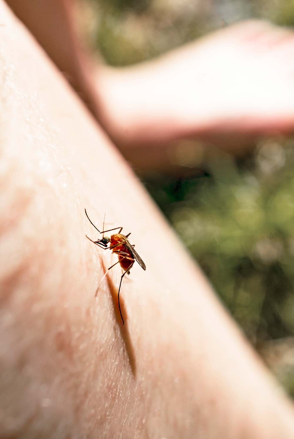 moustique parasite lutte antiparasitaire desinsectisation finistere